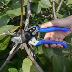 stabil-agro-ovoshtarska-nojica-vesco-model-a2s-presreshtashti-se-dvoyni-ostrieta