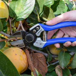 stabil-agro-ovoshtarska-nojica-vesco-model-a2s-presreshtashti-se-dvoyni-ostrieta
