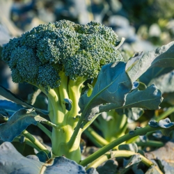 stabil-agro-semena-vilmorin-brokoli-calabrese-natalino