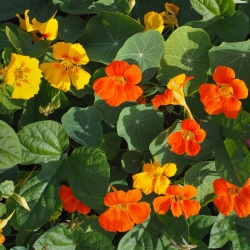stabil-agro-semena-vilmorin-latinka-palzyashta-smes