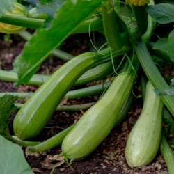 stabil-agro-semena-vilmorin-tikvichki