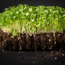 stabil-agro-semena-micro-snack-rukola