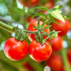 stabil-agro-balgarski-semena-domati-trapezica