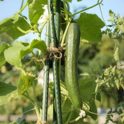 stabil-agro-balgarski-semena-krastavica-gergana