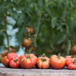 stabil-agro-balgarski-semena-domati-rozov-gigant