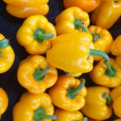 stabil-agro-semena-vilmorin-chushki-jalta-d-asti