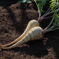 stabil-agro-semena-vilmorin-pashtarnak