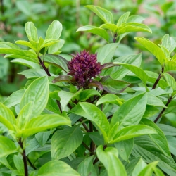 stabil-agro-semena-garden-chef-bosilek-siam-queen