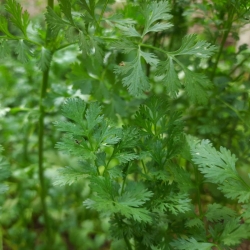 stabil-agro-semena-garden-chef-koriandar