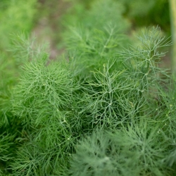 stabil-agro-semena-garden-chef-kopar