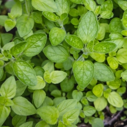 stabil-agro-semena-garden-chef-rigan-gracki