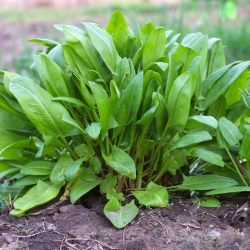 stabil-agro-semena-garden-chef-kiselec