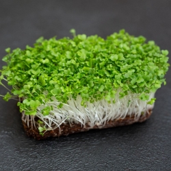 stabil-agro-semena-micro-snack-brokoli