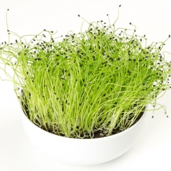 stabil-agro-semena-micro-snack-div-luk