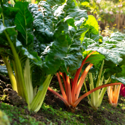 stabil-agro-semena-fit-seed-mangold-cveten