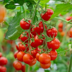 stabil-agro-semena-city-garden-cheri-domati-cherveni